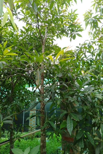Mee Tree in Cement Pot : 7 to 8 Feet (Plant Height)
