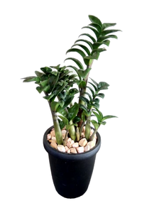 Zamioculcas Plant in Ceramic Finish Clay Pot  : 15 to 18 Inches (Plant Height)