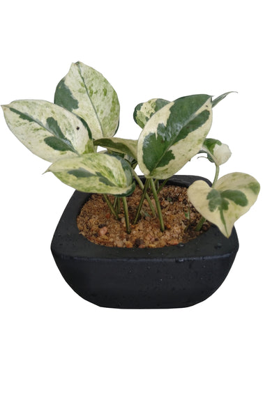 Epipremnum Aureum Plant in Black Color Pot : 5 to 8 Inches (Plant Height)