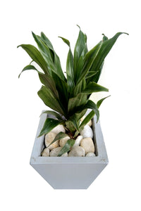 Dracaena Fragrans in Ash Color Ceramic Pot : 10 to 12 Inches (Display Height)