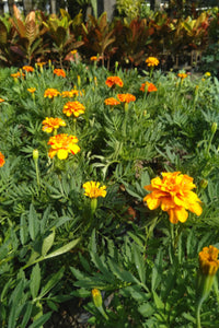 Marigold Plant in Poly Bags : 8 to 10 Inches (Plant Height)