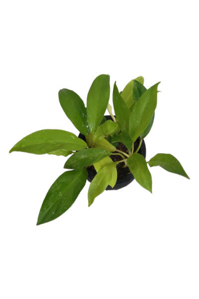 Philodendron 'Lemon Lime' Plant in Black Color Pot : 6 to 8 (Display Spread)