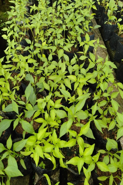 Green Chili Plants in Poly Bags : 4 to 5 Inches (Plant Height)