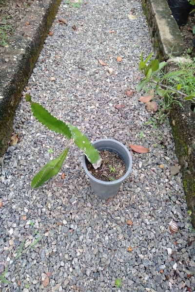 can i plant dragon fruit in a pot Dragon Fruit Plant in Plastic Pot – Plants & Plants Supercentre