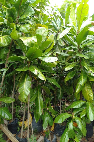 Barringtonia Trees in Poly Bags : 7 to 8 Feet (Plant Height)