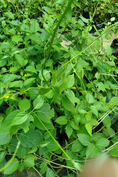 Anguna Vine  in Poly Bags : 1 to 2 Feet (Plant Height)