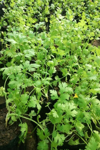 Coriander Herb Plant in Poly Bags : 4 to 6 Inches (Plant Height)