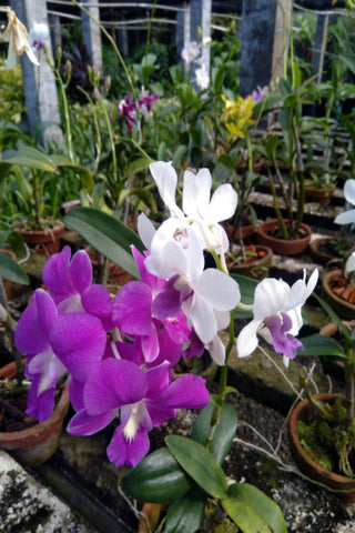 Orchid Plant in Clay Container : 12 to 18 Inches (Plant Height)