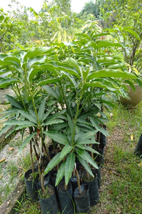 Mango Sun Flower (Budded) Plant in Poly Bag : 30 to 36 Inches (Plant Height)