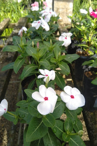 Vinca Plant (මිනී මල්) in Poly Bag : 8 to 10 Inches (Plant Height)