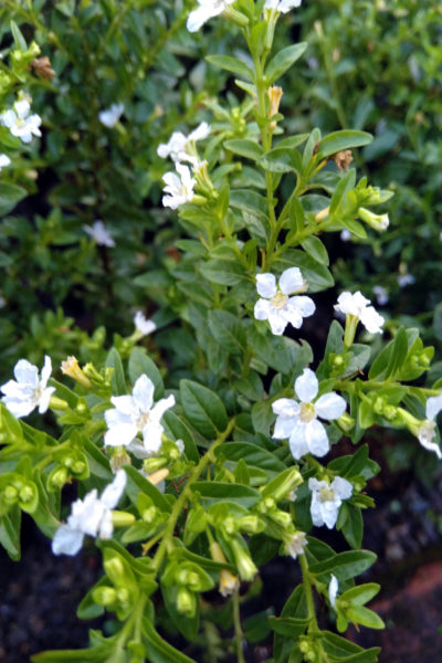 Cuphea hyssopifolia(White) Plant in Poly Bag : 10 to 12 Inches (Plant Height)