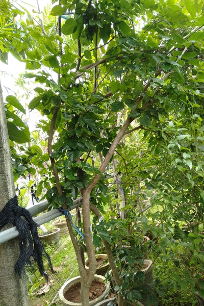 Root Balled Magul Karada Tree : 7 to 9 Feet  (Plant Height)