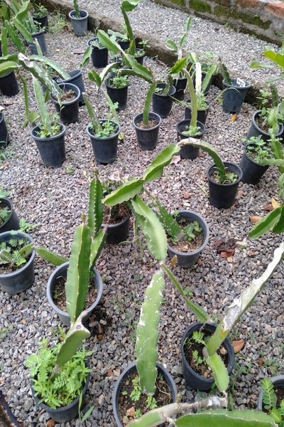 dragon fruit plant for sale Dragon Fruit Plant in Plastic Pot – Plants & Plants Supercentre