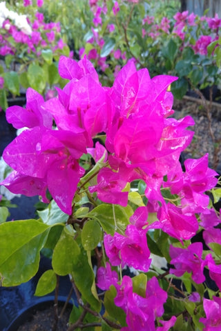Bougainvillea Plant in Plastic Pots : 1 to 2 Feet (Plant Height)