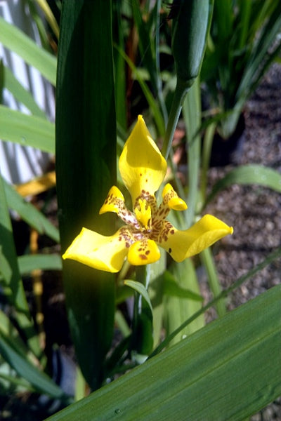 Yellow Iris Plant in Poly Bag : 18 to 22 Inches (Plant Height)