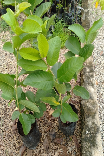 Guava (Branched) Plant in Poly Bag : 15 to 20 Inches (Plant Height)