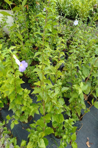Thunbergia Erecta Plant in Poly Bag : 1 to 1.5 Feet (Plant Height)