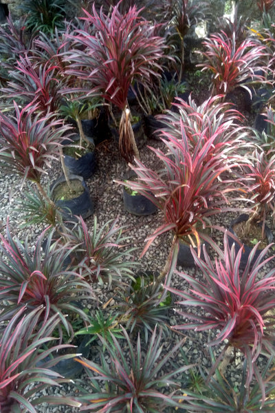 Cordyline 'Americana' (Red) Plant in Poly Bags : 10 to 12 Inches (Plant Height)