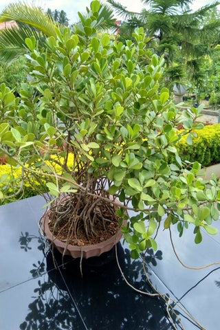 Clusia Rosea  Plant in Bonsai Tray : 12 to 18 Inches (Display Height)