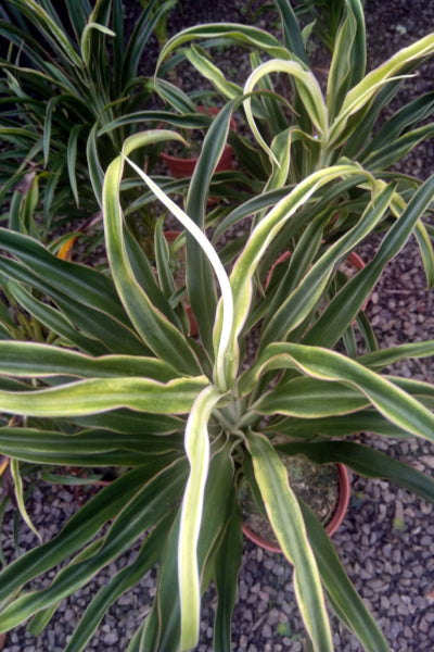 Cordyline 'Americana' (Green) Plant in Poly Bags : 24 to 26 Inches (Plant Height)