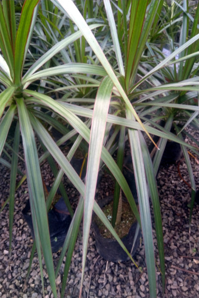Dracaena Marginata (Green) Plant in Poly Bags : 18 to 24 Inches (Plant Height)