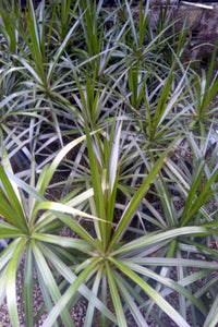 Dracaena Marginata (Green) Plant in Poly Bags : 18 to 24 Inches (Plant Height)