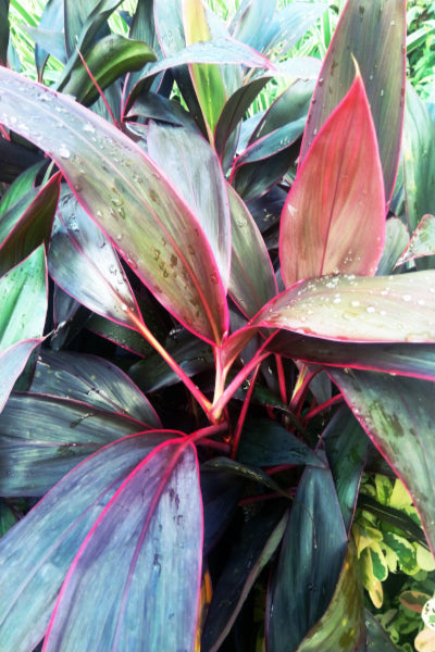 Cordyline Red Plant in Poly Bags : 36 to 40 (Plant Height)