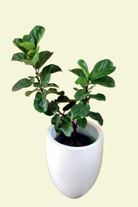 Fiddle Leaf Fig (lyrata plant) Plant in Ceramic Coated White Color Pot : 3.5 - 4 Feet (Display Height)