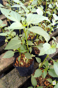 Capsicum Plants in Poly Bags : 2 to 5 Inches (Plant Height)