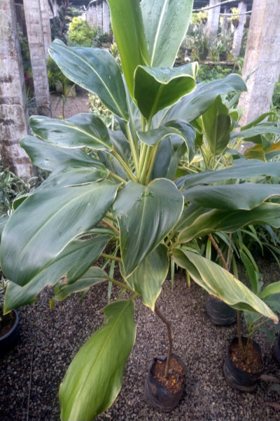 Cordyline Green Plant in Poly Bags : 36 to 40 (Plant Height)