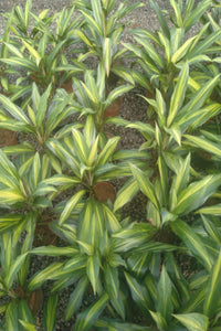 Cordyline Glauca Variegated Plant in Poly Bag : 20 to 22 (Plant Height)