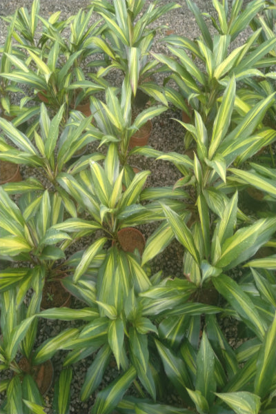 Cordyline Glauca Variegated Plant in Poly Bag – Plants & Plants Supercentre