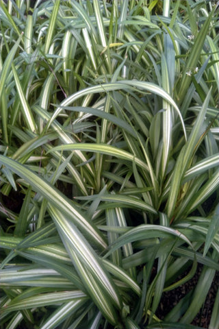 Dianella yellow stripe Plant in Poly Bags : 18 to 24 Inches (Plant Spread)