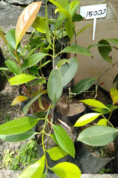 Goraka (Budded) Plant In Poly Bags : 6 to 9 Inches (Plant Height)