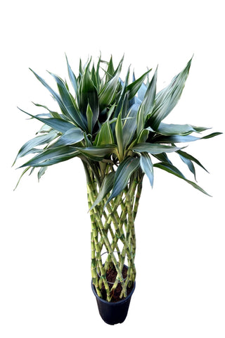 Dracaena Plant in Plastic Pots : 1.5 to 2.5 Feet (Plant Height)