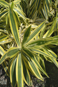 Dracaena Reflexa Plant in Poly Bags : 18 to 20 Inches (Plant Height)