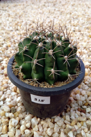 Gymnocalycium Cactus Plant in Plastic Pot : 5 to 8 cm (Plant Height)