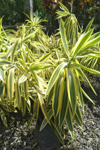 Dracaena Reflexa Plant in Poly Bags : 18 to 20 Inches (Plant Height)