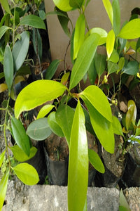 Goraka (Budded) Plant In Poly Bags : 6 to 9 Inches (Plant Height)