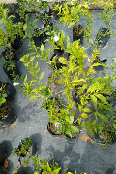 YTT Plant in Poly Bag : 6 to 7 Inches (Plant Height)