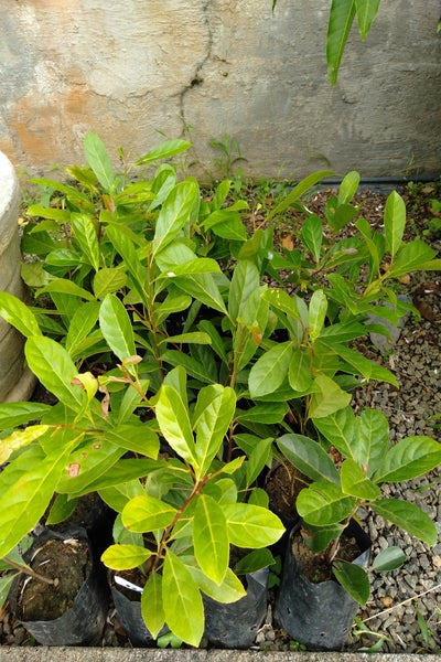 Veralu Plant in Poly Bag : 10 to 15 Inches (Plant Height)