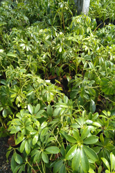 Schefflera Arboricola Plant in Poly Bag