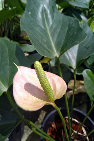 Anthurium Plant in Plastic Pots : 10 to 12 Inches (Plant Height)