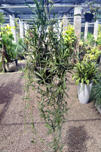 Hoya Plant in plastic pot : 2 to 3 Feet (Plant Spread)