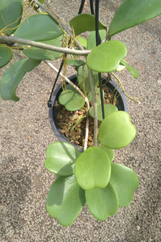 Hart Shaped Leaf with Hoya Plant in plastic pot : 1 to 2 Feet (Plant Spread)