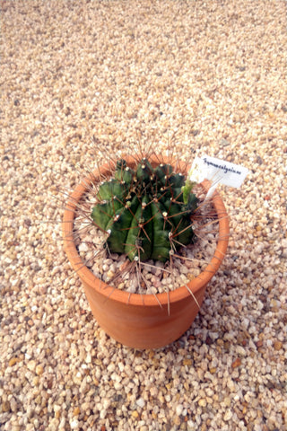 Gymnocalycium Cactus Plant in Terracotta Pots : 12 to 18 Inches (Plant Height)