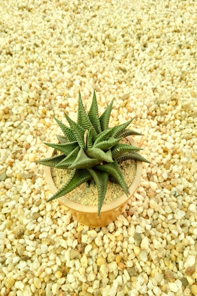 Haworthia Plant in Plastic Pot : 5 to 7 cm (Plant Height)