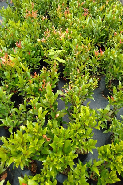 Christina Plant in Poly Bag/Plastic Pot/Cement Pot
