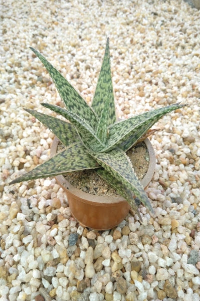 Aloe Plant in Plastic Pot : 7 to 8 cm (Plant Height)