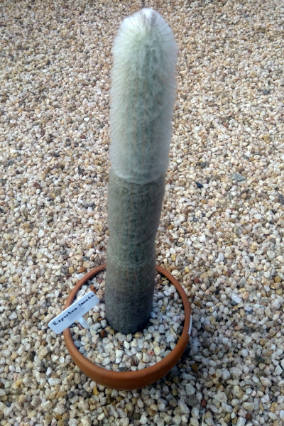 Espostoa Cactus Plant in Terracotta Pot : 45 cm (Plant Height)